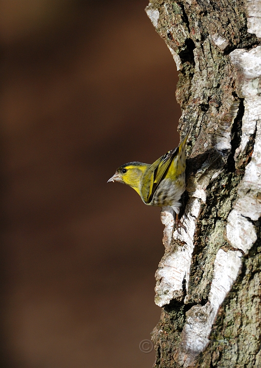 Siskin male - G.jpg - Siskin, male - Forest of Dean